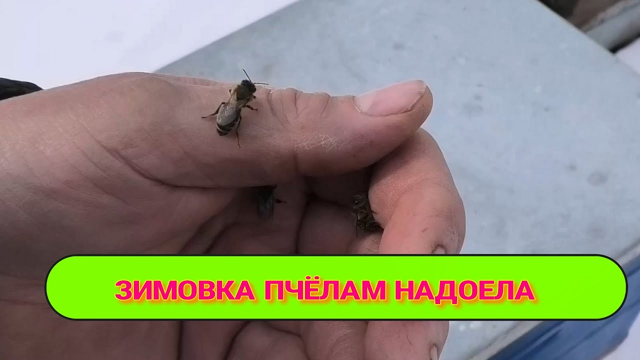ПЧЕЛАМ НАДОЕЛО ЗИМОВАТЬ