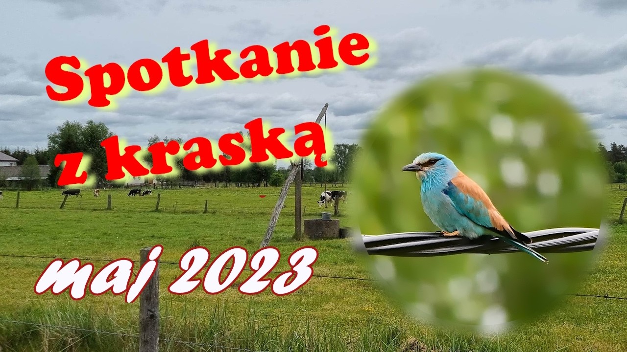 Kraska - ginący klejnot polskiej awifauny