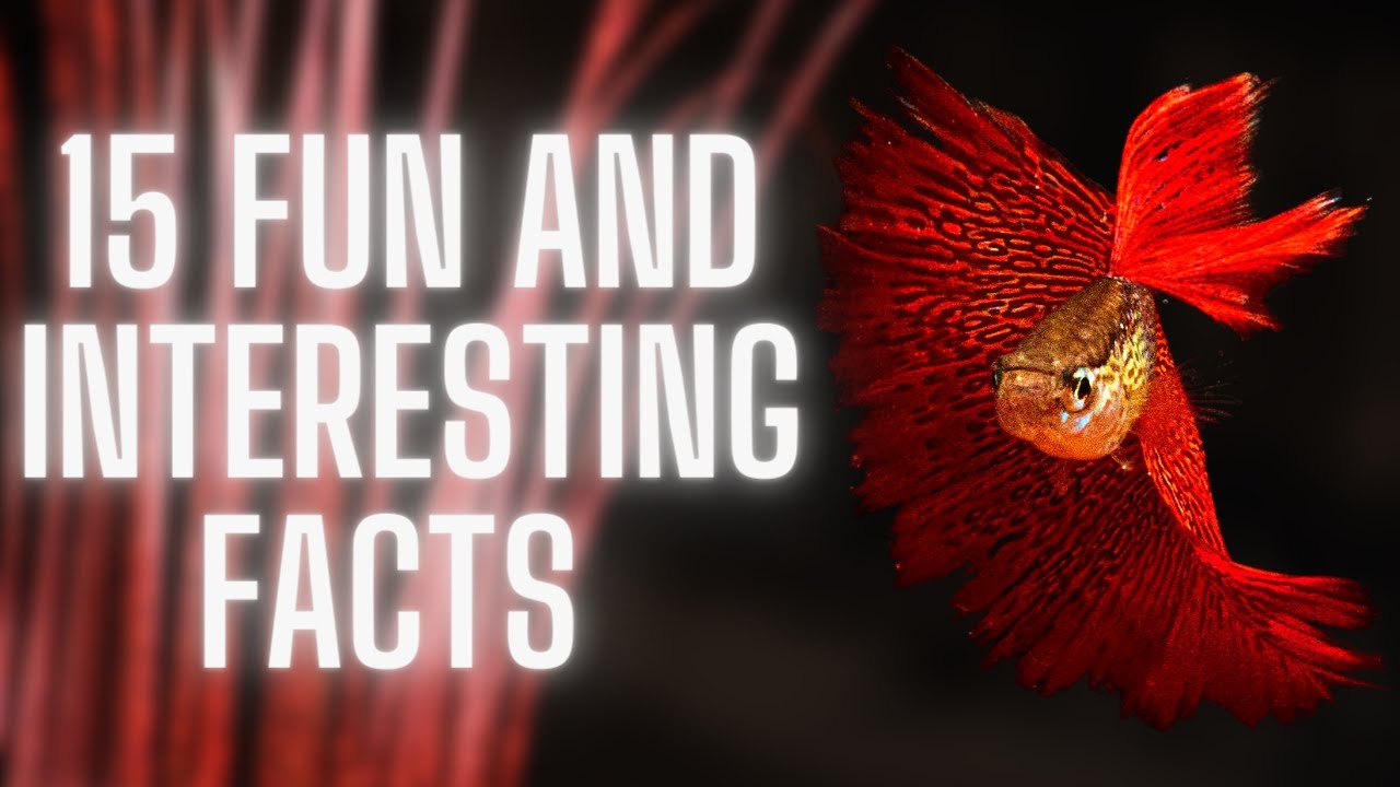 15 Fun and Interesting Facts about Guppy Fish