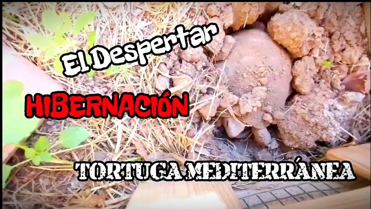 HIBERNACI&Oacute;N el despertar de forma NATURAL tortuga Mediterr&aacute;nea