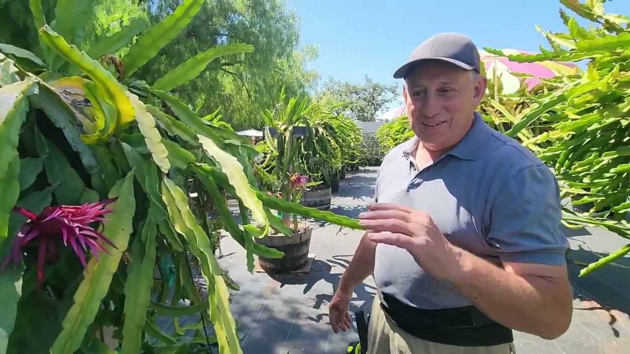 Visiting Alik Shulman, The Dragon Fruit Guy