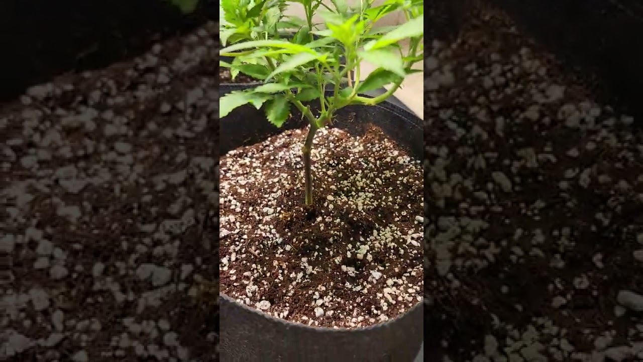 Time to switch to Bloom and grow some big buds.