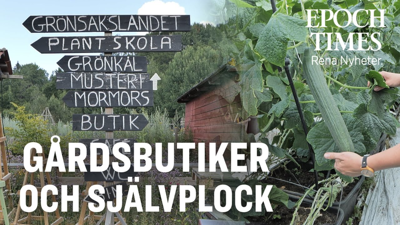 Smaka p&aring; sommaren &ndash; sj&auml;lvplock av gr&ouml;nsaker och b&auml;r