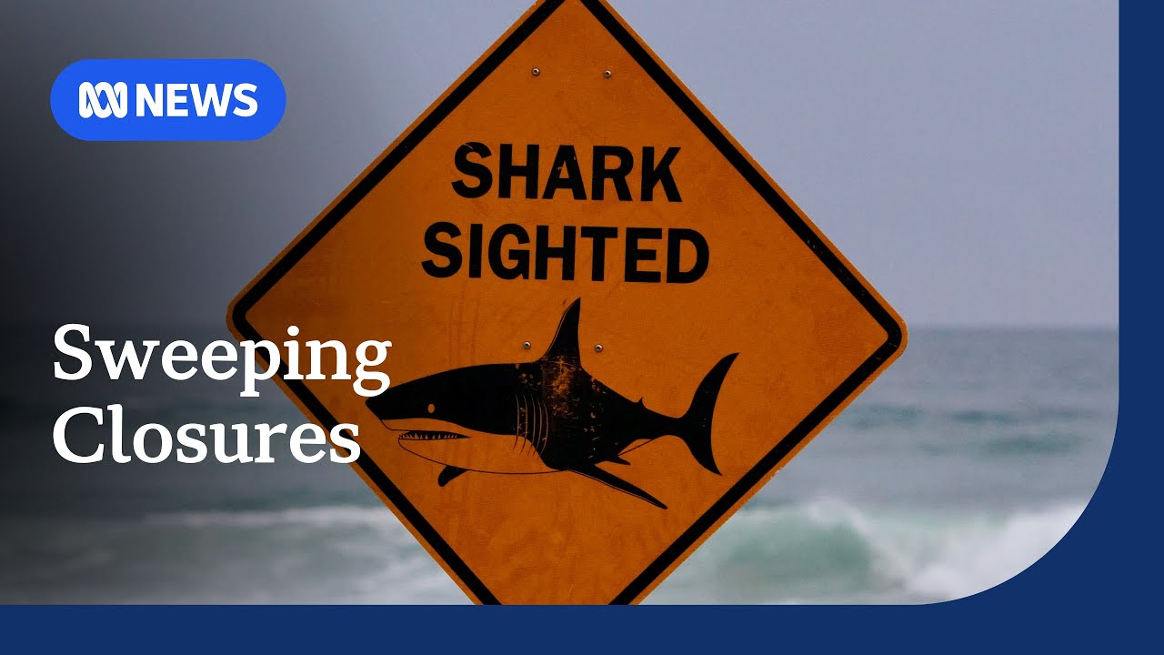 Sydney's third shark attack in two days triggers sweeping beach closures | ABC NEWS