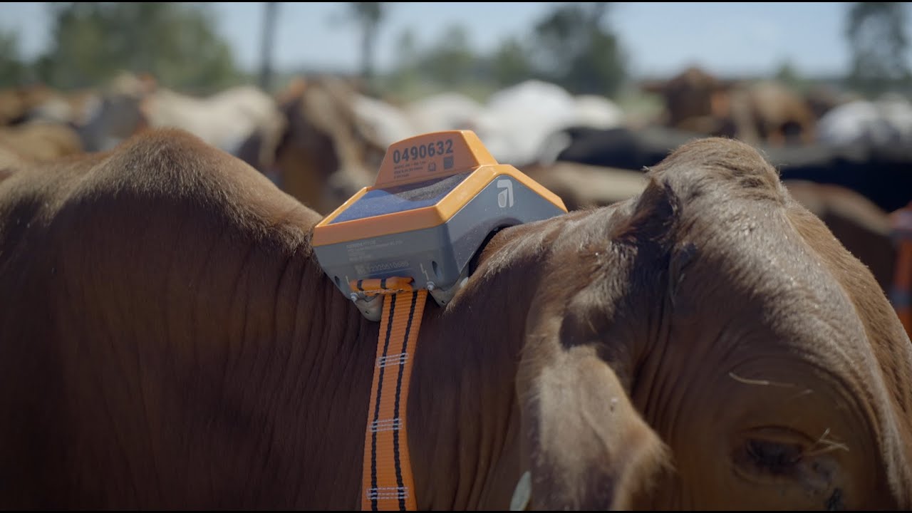 eShepherd Graziers: Tony and Bridget Bongers