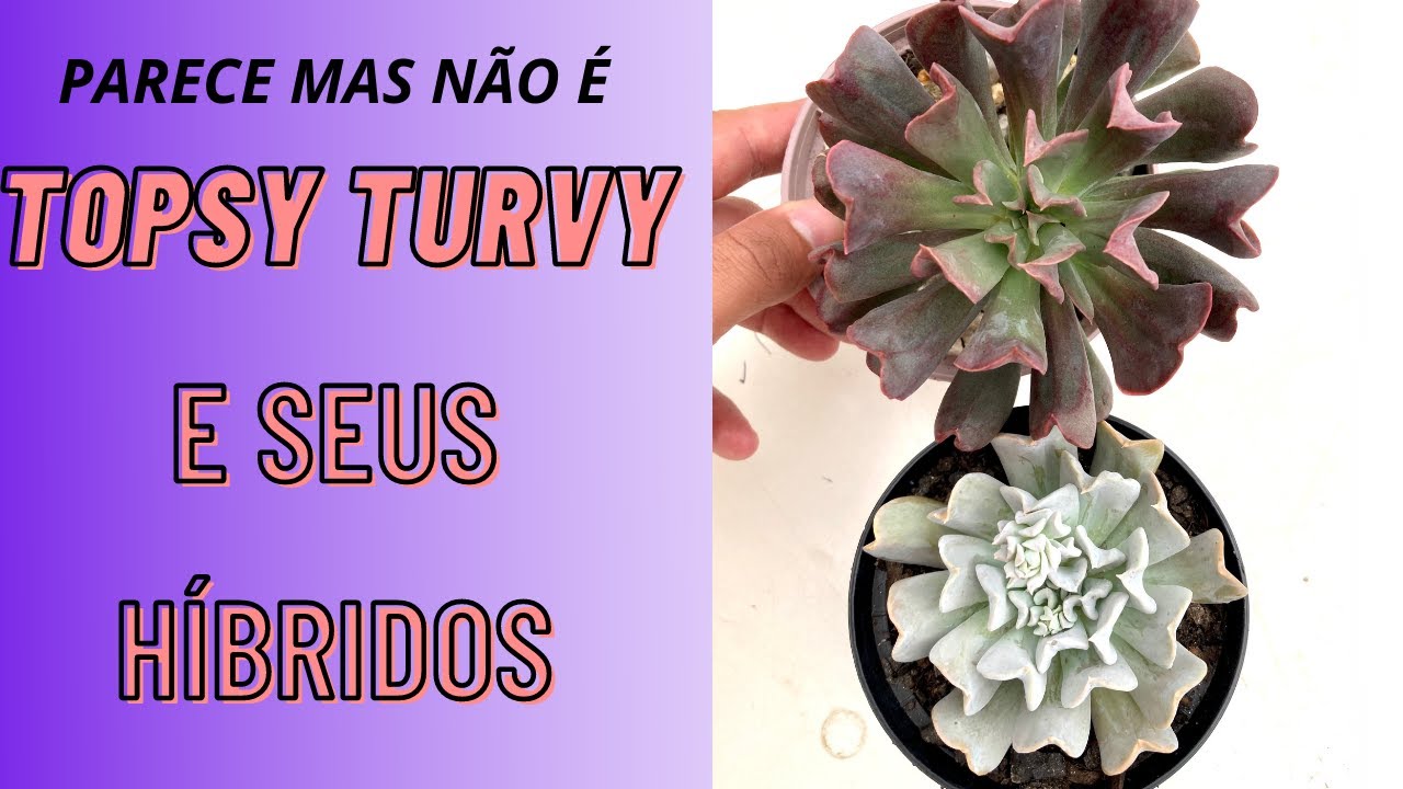 PARECE MAS NÃO É #14 TOPSY TURVY E SEUS HÍBRIDOS 🍀