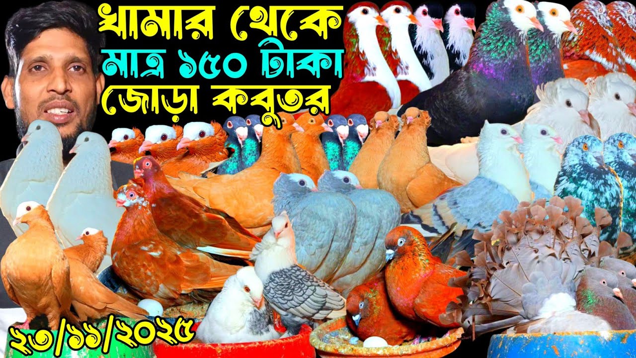 খামার থেকে মাত্র ১৫০ টাকা জোড়া কবুতর ইতিহাস শীতের সেরা রাজকীয় কবুতর বিক্রি হবে খামার থেকে কবুতর
