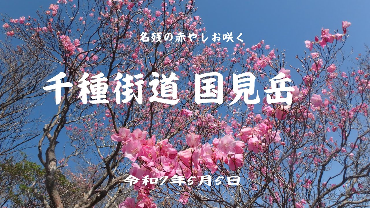 名残の赤やしお国見岳　令和7年5月5日