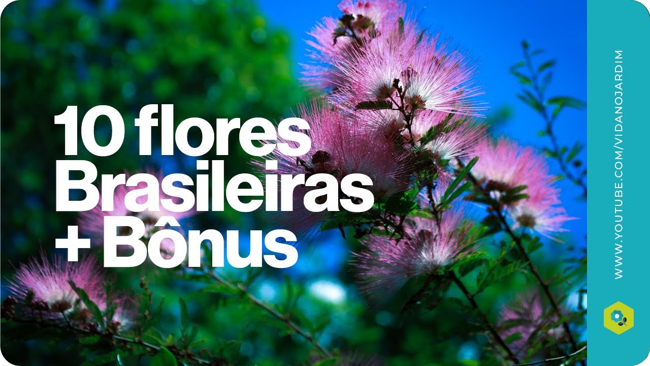 10 lindas flores Brasileiras para jardim + Bônus