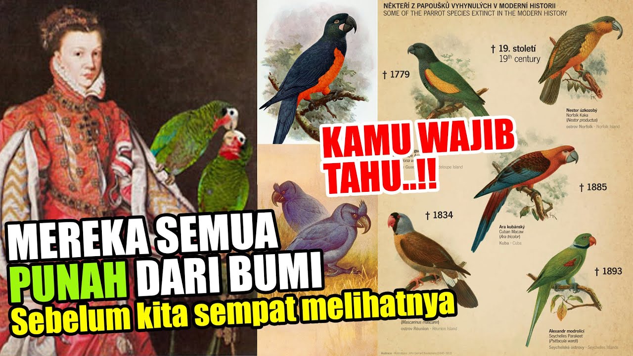 10 BURUNG PARBENG AMAZON INI HIDUP DITAHUN 1800AN, WUJUDNYA CANTIK2 & ANEH, BURUAN BANGSA EROPA