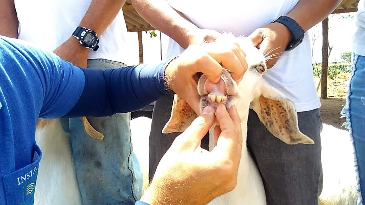 DENTIÇÃO E IDADE DOS ANIMAIS