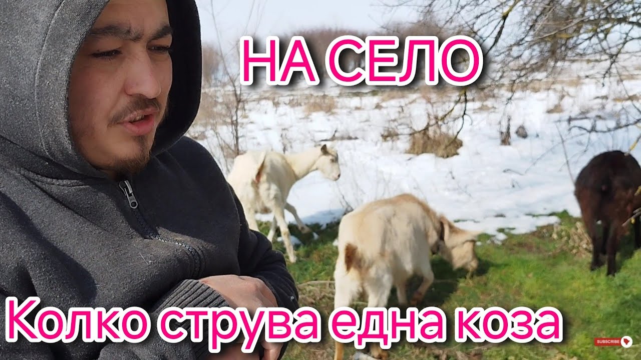 Колко струва една коза/живот на село