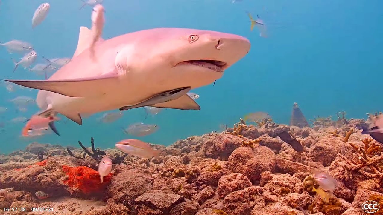 Coral City Camera (Miami's Free-Range Aquarium Underwater Livestream)