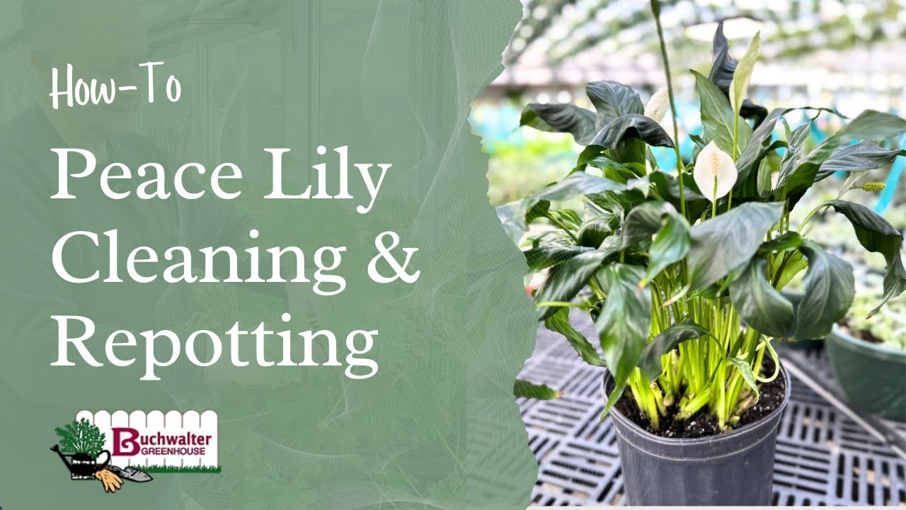 Peace Lily Care 101: How to Clean and Repot Like a Pro