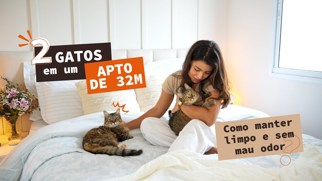 GATOS EM APARTAMENTO PEQUENO - dicas, limpeza e organização