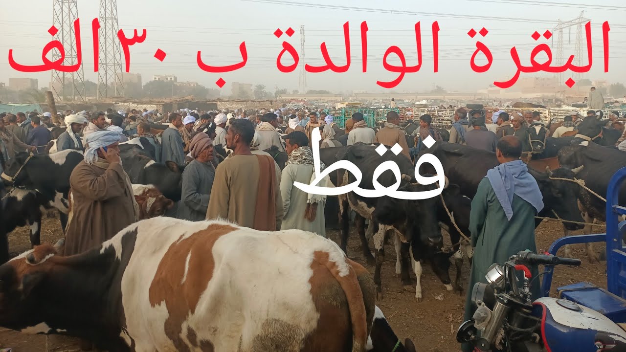 كاسرة جوز ووالدة وب ٣٠ ألف فقط شوفو نوادر سوق البرين ١٦/ ٢/ ٢٠٢٦م