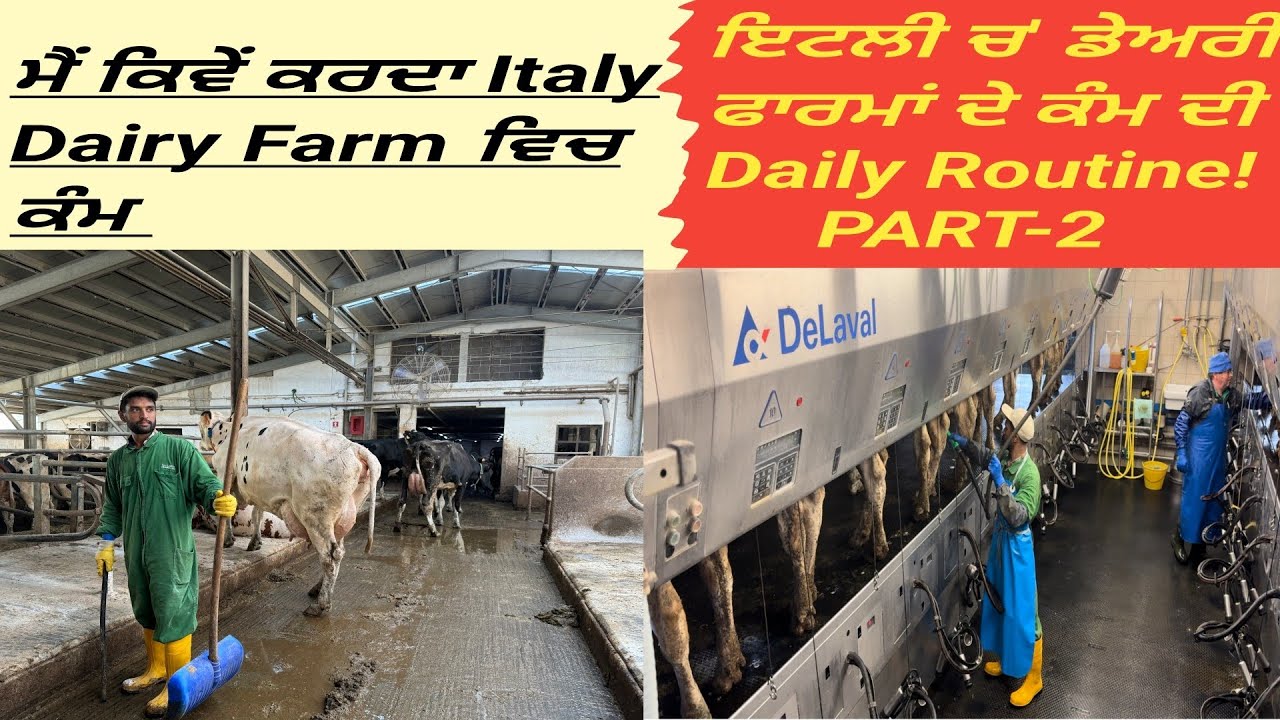 Daily routine of dairy farm work in Italy||ਇਟਲੀ ਡੇਅਰੀ ਫਾਰਮਾ ਚ'ਕੰਮ ਦੀ Daily Routine PART-2