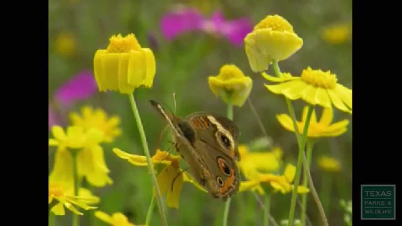 The Wildflower Center