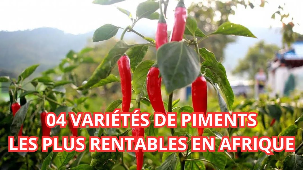 04 vari&eacute;t&eacute;s de PIMENTS les plus RENTABLES en AFRIQUE