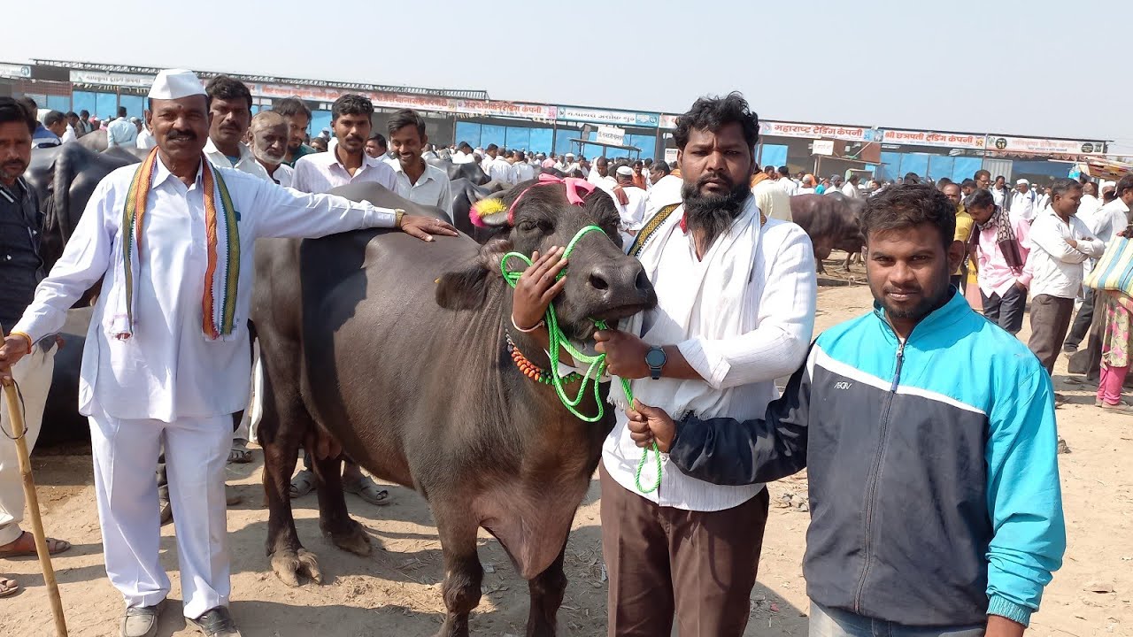 घोडेगावच्या बाजारातील राणी | 125000 किमतीची म्हैस  | Biggest Buffalo In Ghodegav market | टॉप म्हैस