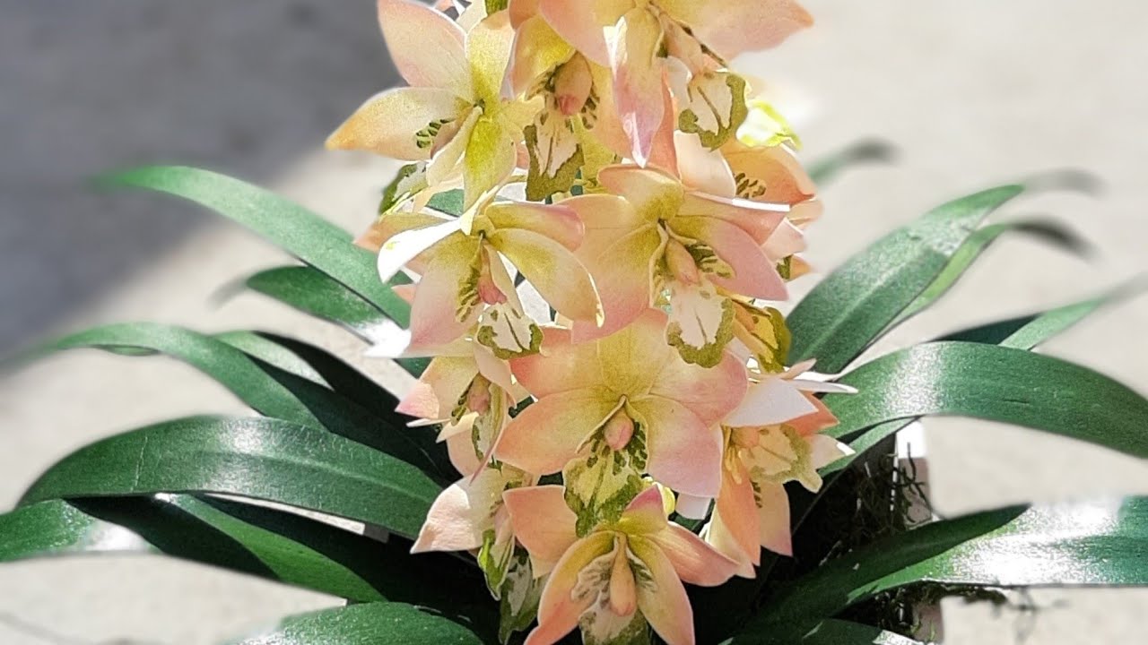 DIY em e v a orquídea cymbidium fácil de fazer