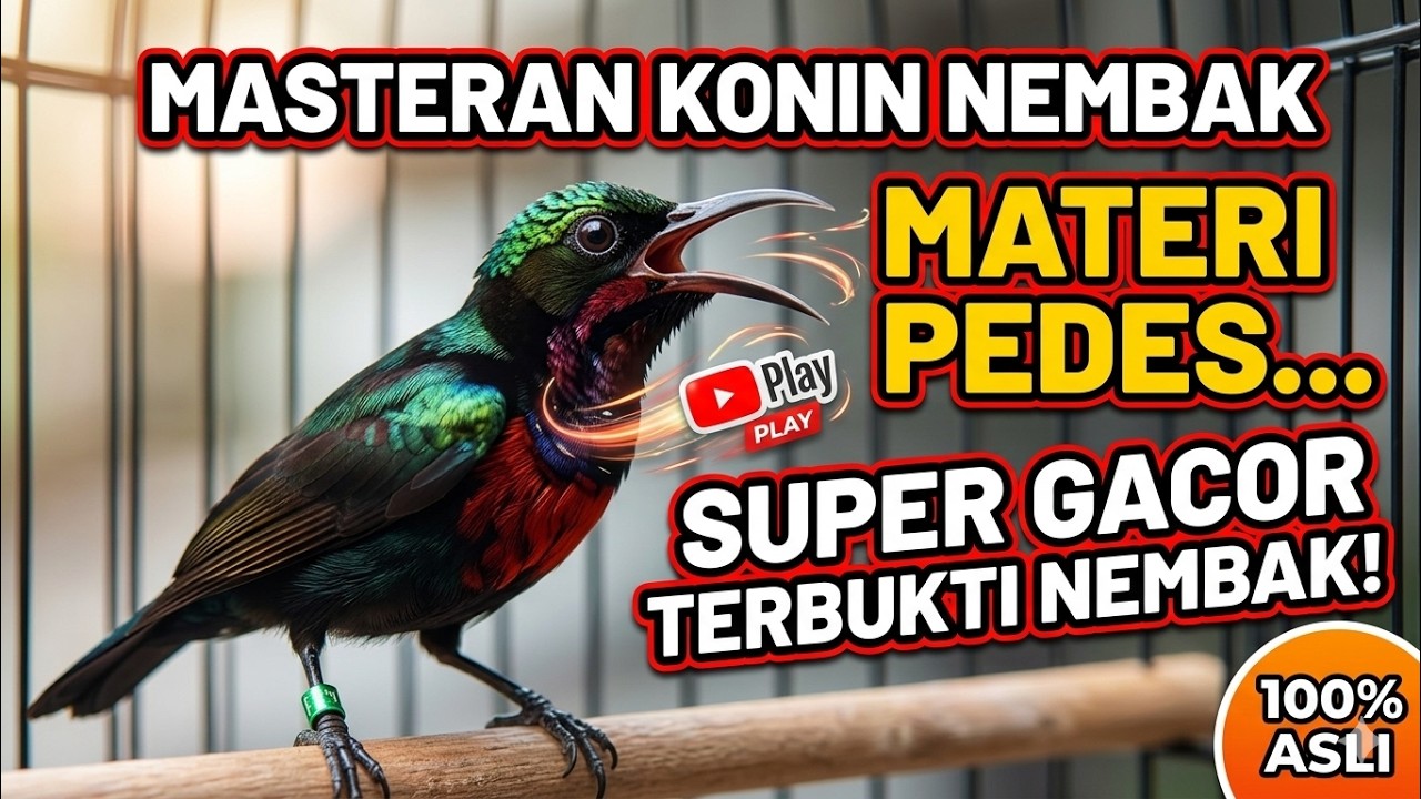 KONIN NEMBAK! Materi Pedes Full Isian – Pancingan Kolibri Ninja Biar Cepat Gacor & Buka Paruh