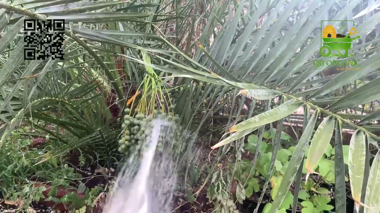 غسيل النخل واشجار التوت والتين