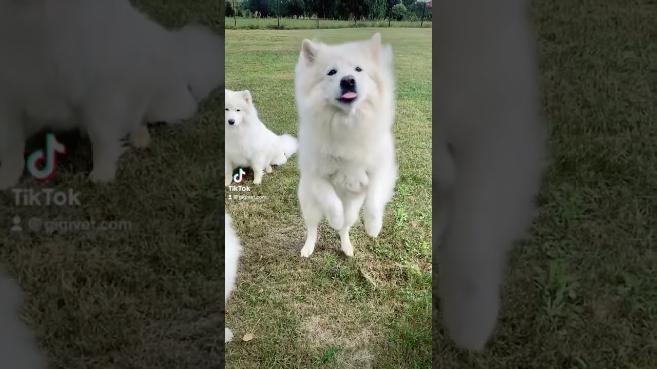 A jumping samoyed or a floating cotton candy- hard to tell sometimes #shorts