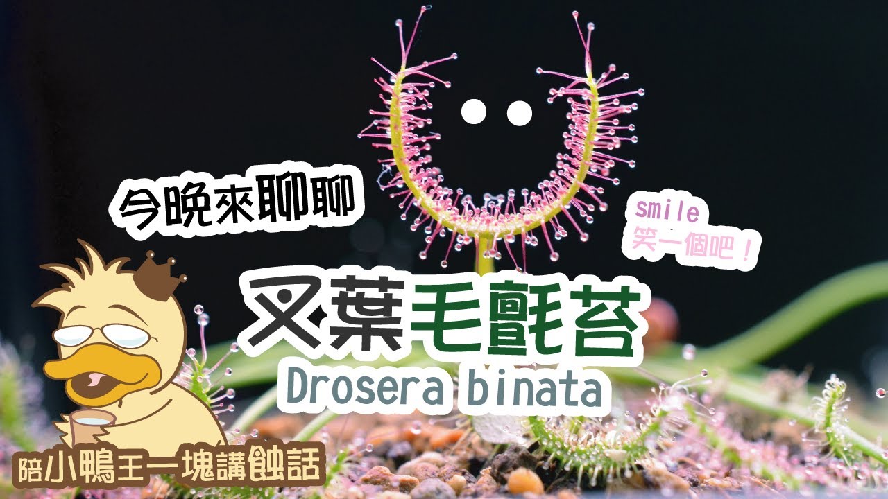 2025/0301〔蝕話實說〕叉葉毛氈苔 Drosera binata