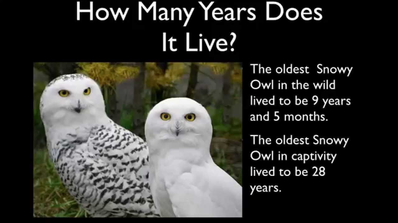 The Snowy Owl - A Report by Marshall Baya