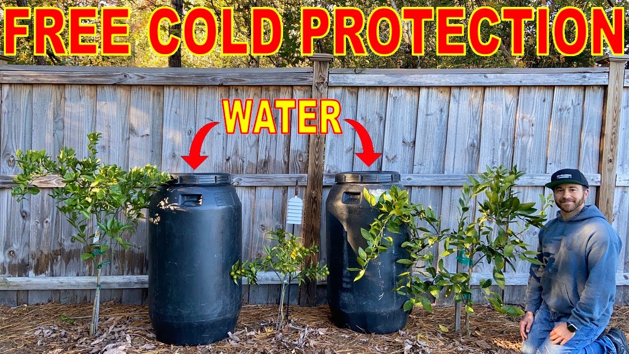 Protect Cold Sensitive FRUIT TREES Without Electricity: GAME CHANGER!