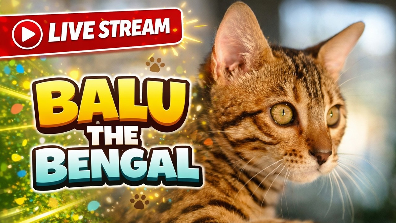 LIVE: Balu’s Jungle Sunday! 🌿 Watch This Bengal Kitten Explore