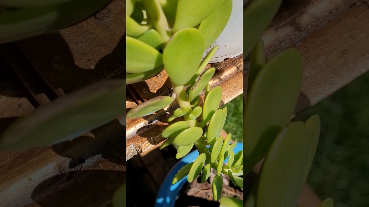 🧡🤩🧡🤩SENECIO JACOBSENII com sua Primeira Flora&ccedil;&atilde;o!🧡 #lindademais #senecio #jacobs #jacobsenii