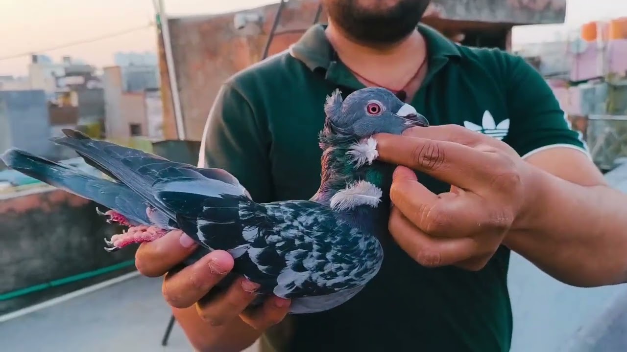 Aj ka shikar 🕊️🕊️😮‍💨😮‍💨@PanjabiHarsh635 #viralvideo #trainingvideo #youtubevideo #pigeonlaver #viral