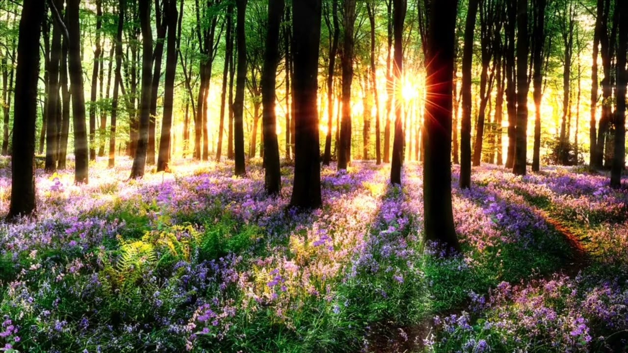 Meditatie - Jezelf aarden, je lichaam ontspannen en je aura beschermen