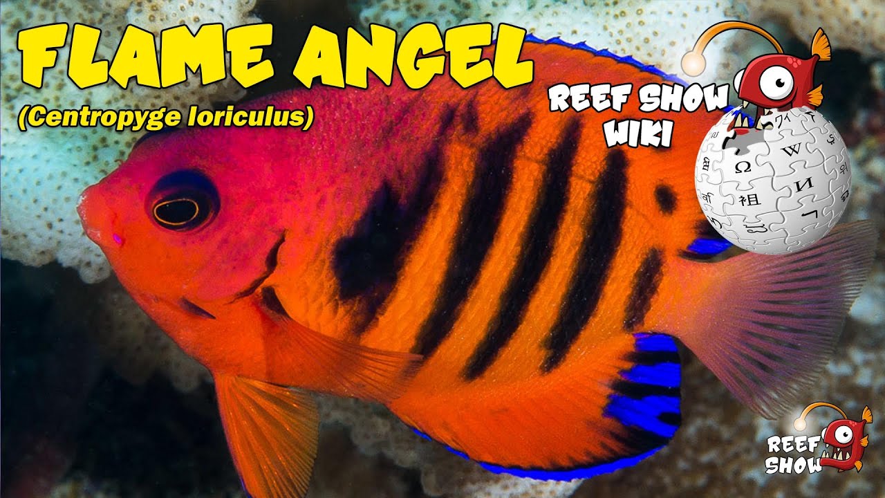 Reef Show Wiki: Flame Angel