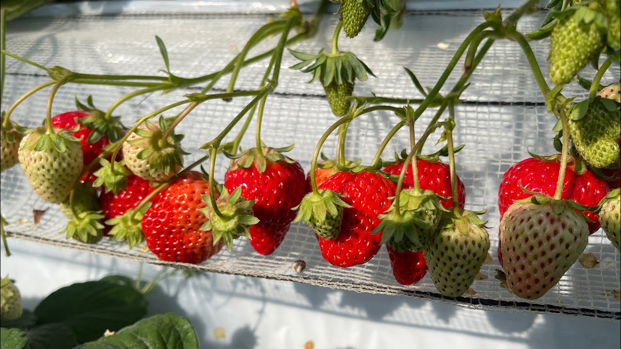 เข้าสวนสตอเบอรี่🍓#ไลฟ์สดค้า#แน่นมากกกินไม่ไหว🍓🤣🍓
