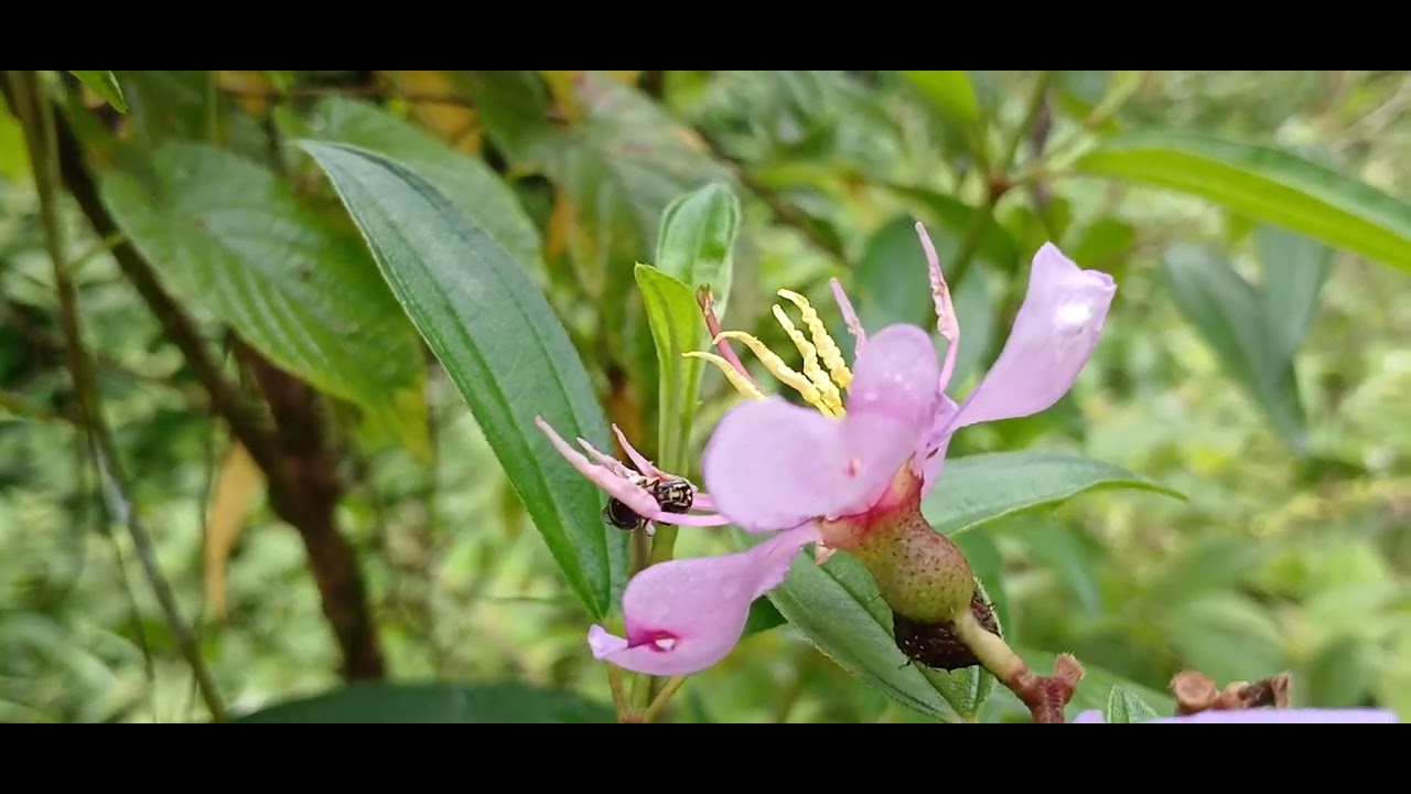 Discover the hidden world of nature's tiny workers! 🌿✨