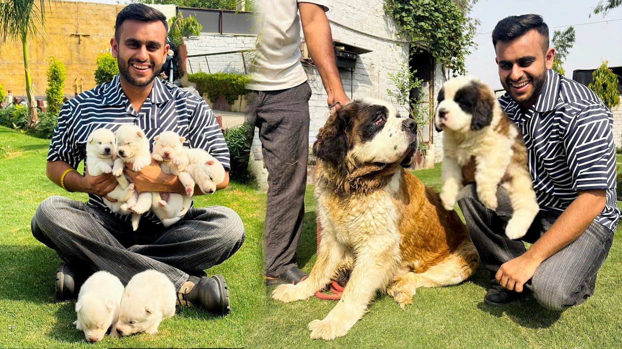 India’s Biggest Dog Farm in Haryana 😱 | Saint Bernard & White Husky