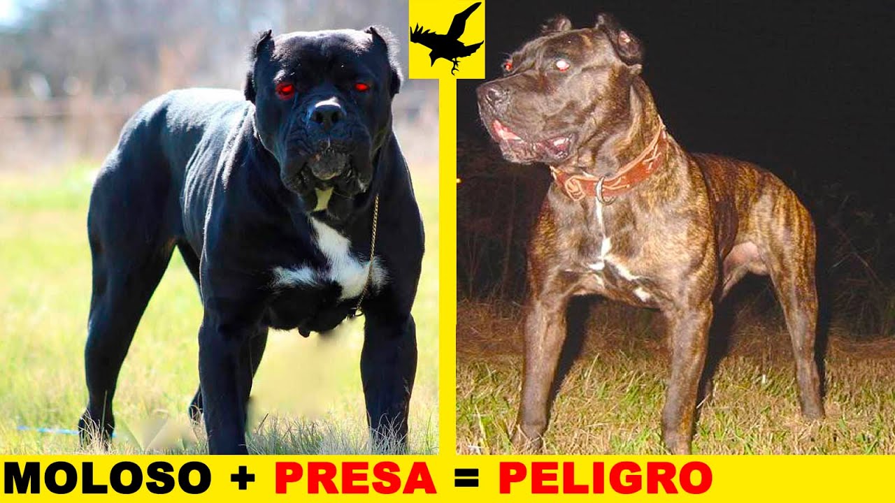 💥 7 TIPOS DE BANDOG QUE TIENES QUE CONOCER – PERROS FEOS DE TRABAJO