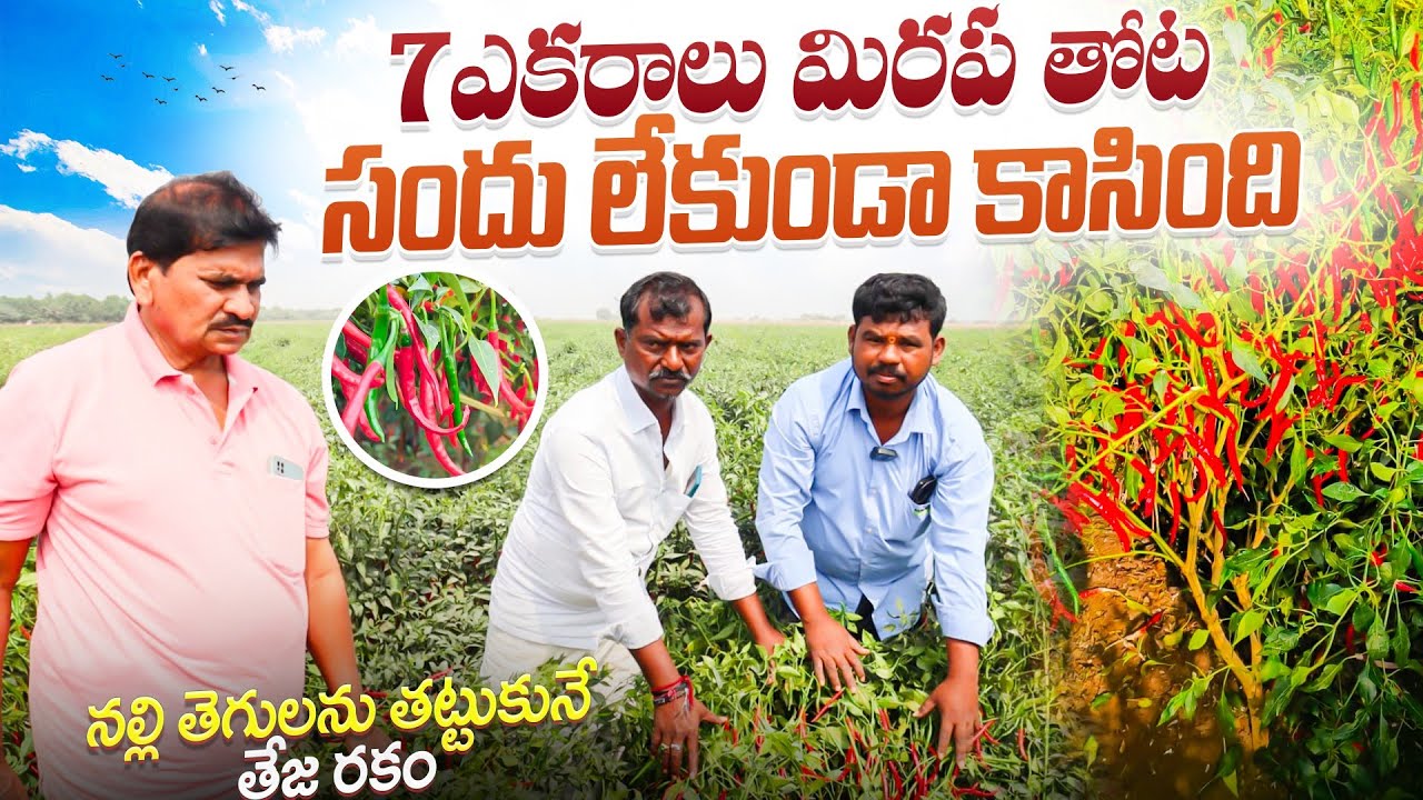 ఏడు ఎకరాలు మిరప తోట సందు లేకుండా కాసింది |నల్లి తెగులను తట్టుకునే తేజ రకం ||రైతు అనుభవాలు