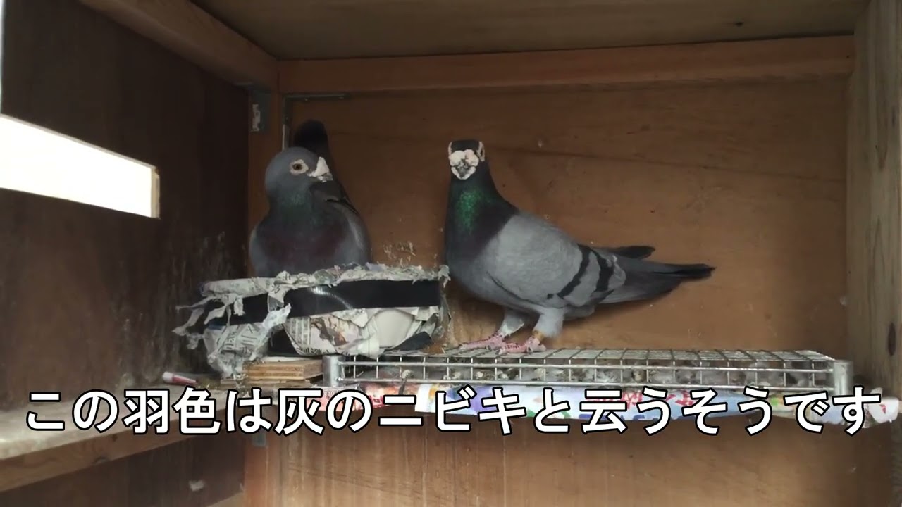 久しぶりにTさん宅へ行って来ました