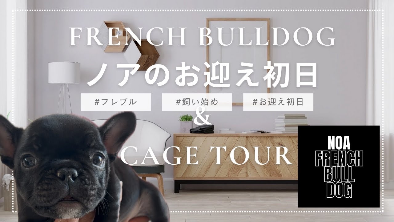 【初日ドキュメント】ついに迎えたフレンチブルドッグの子犬との新生活！出会いと感動の1日のストーリーを大公開［生後57日　Day1］