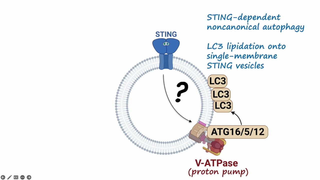 Video synopsis: STING is a conserved ion channel (EMBO Reports)