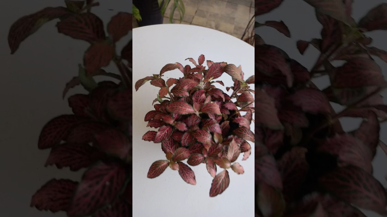 Fit&ocirc;nia Planta Mosaico
