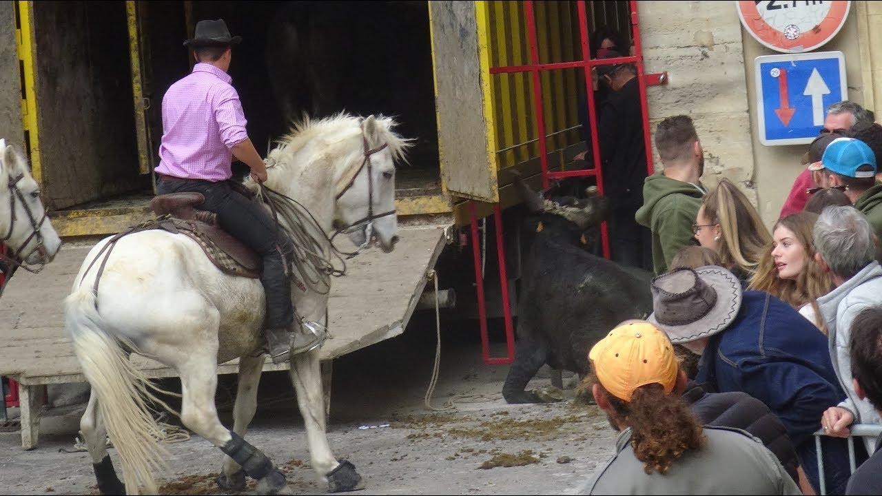 CAVEIRAC ABRIVADO DE TAUREAUX NEUF 04.11.2018