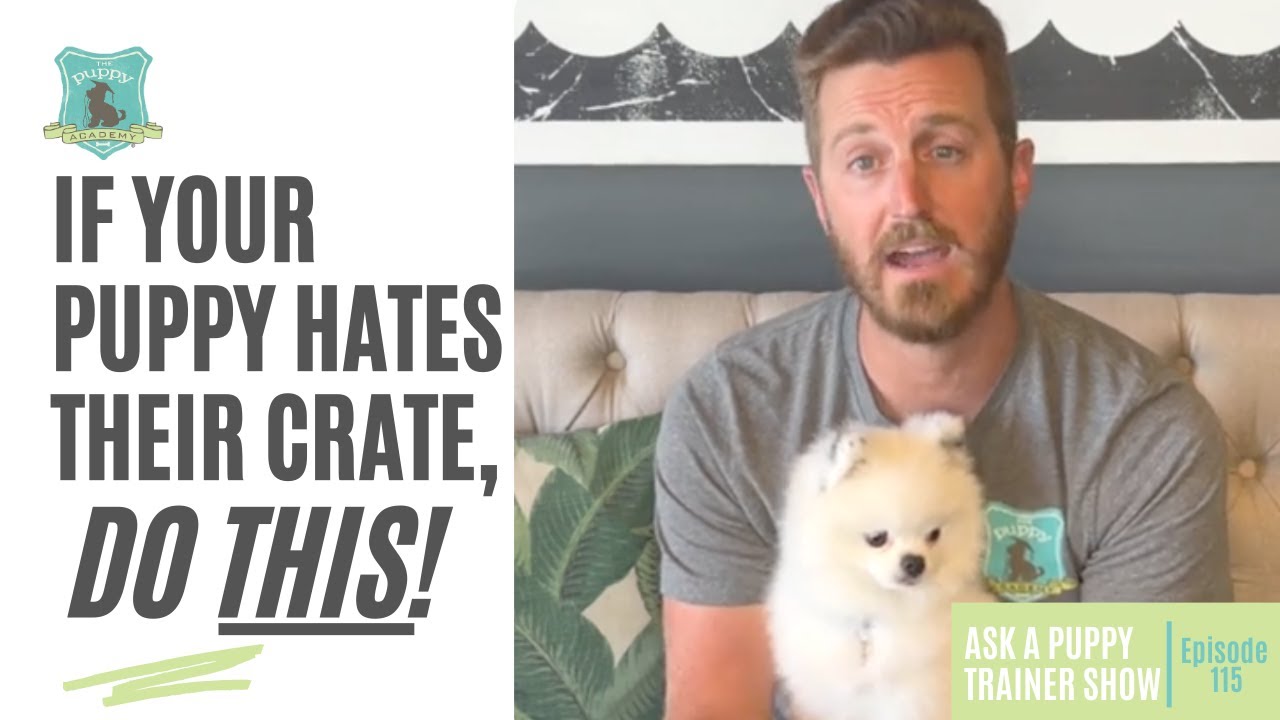 If Your Puppy Hates Their Crate, Do This! | AAPTS Ep. 115