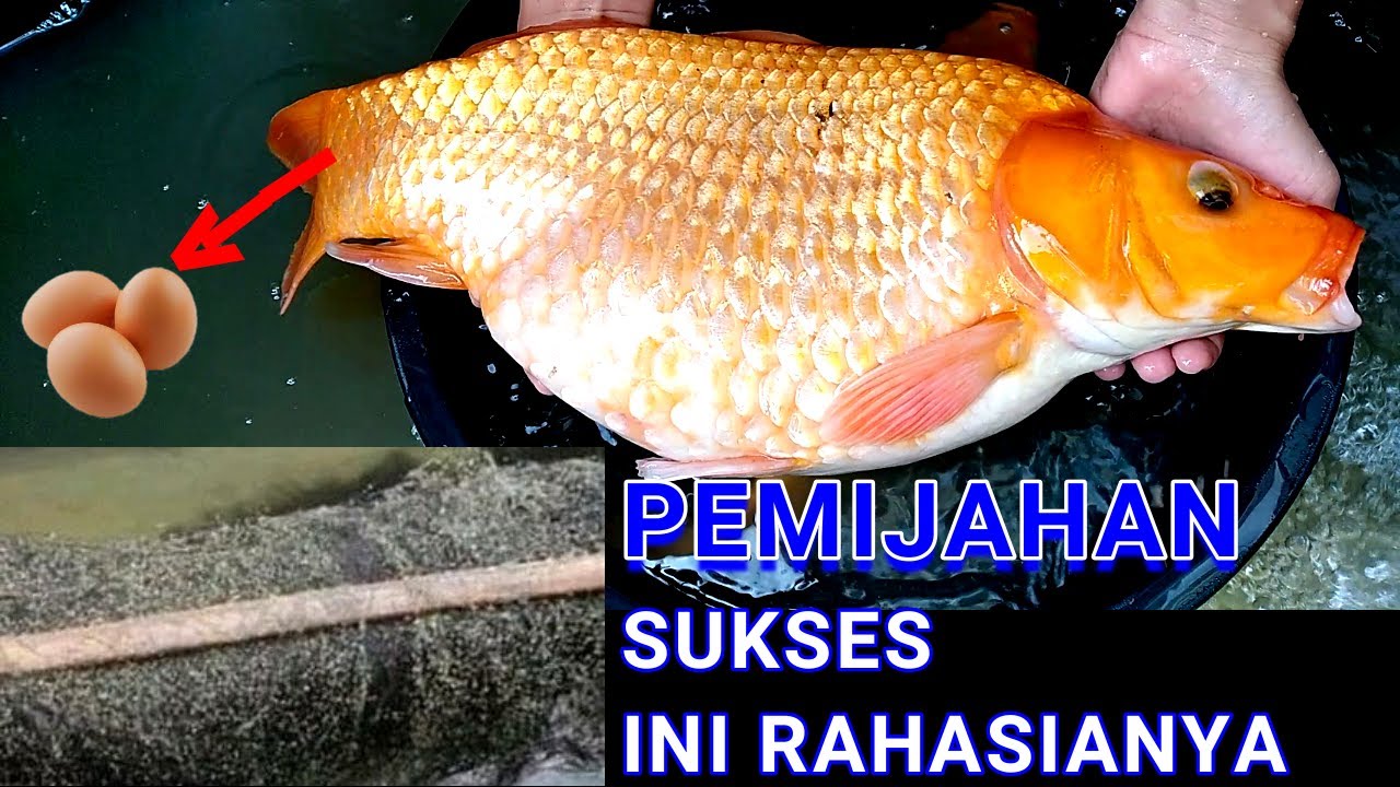 Cara Pemijahan ikan mas - DI KOLAM SEMPIT