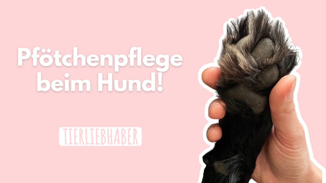 Pfotenpflege beim Hund | So pflegst fu die Pfoten von Hunden | Ep. 4