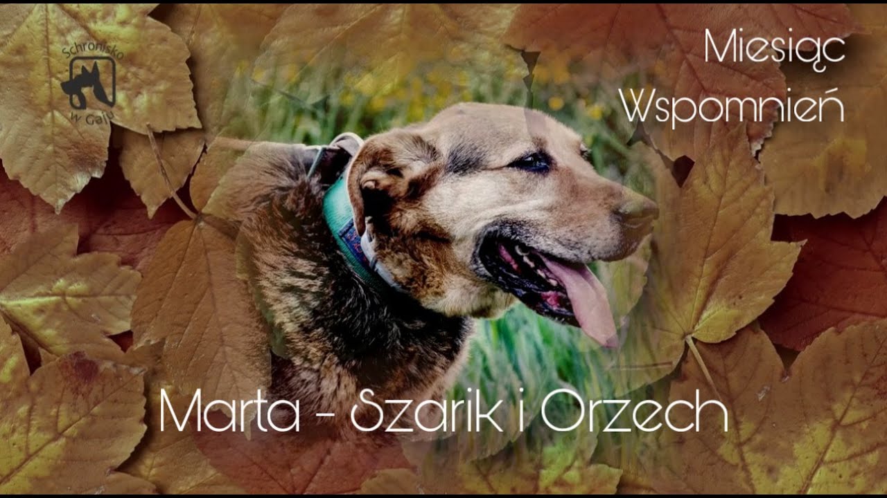 Miesiąc Wspomnień | Marta - Szarik i Orzech 🎈